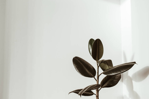Grüne Gummipflanze auf weißem Hintergrund. Ficus elastica robusta. - Foto, Bild