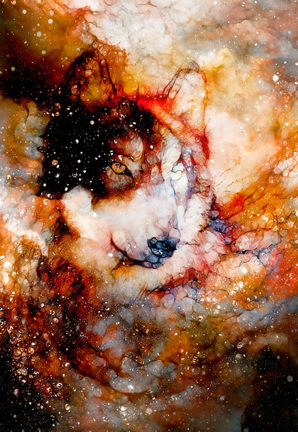 magical space wolf, multicolor computer graphic collage. Glass effect - Photo, Image