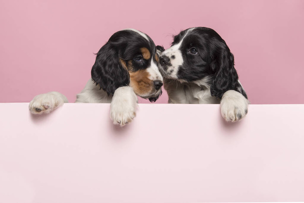 Dos acurrucados cachorros Cocker Spaniel colgando sobre el borde de un tablero rosa pastel sobre un fondo rosa con espacio para copiar
 - Foto, imagen