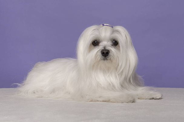 Dość długowłosy maltański pies leżący patrząc w kamerę na fioletowym tle - Zdjęcie, obraz