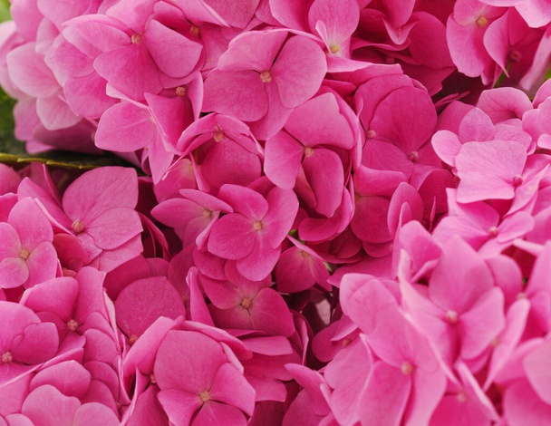 Background formed from a bouquet of pink flowers. - Foto, afbeelding