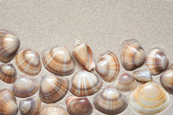 Conchas na areia
 - Foto, Imagem