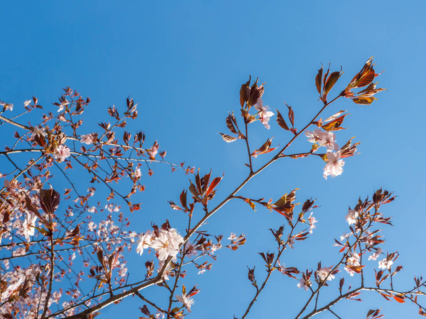 Sakura. Cherry blossoms on a blue sky background - Zdjęcie, obraz
