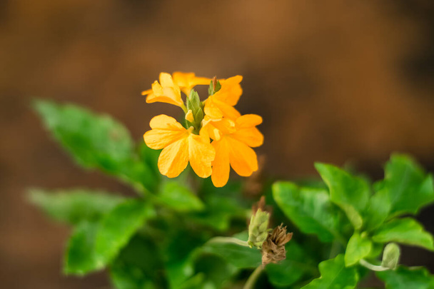 Orange Flower of Barleria strigosa Willd in the herb garden - Photo, Image