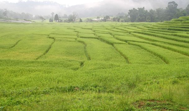 gyönyörű rizs mező köd Thaiföldön - Fotó, kép