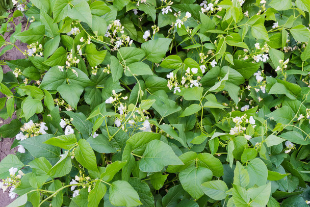 Фрагмент плантації бобів нирки під час цвітіння, вид зверху, фон
 - Фото, зображення