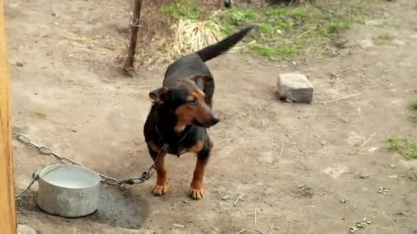 The playful dog quickly wags its tail. Dog on a chain.  - Footage, Video