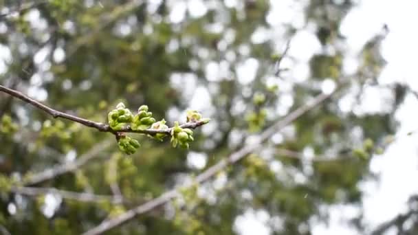 Budding cherry branch in a snowstorm at spring. - Footage, Video