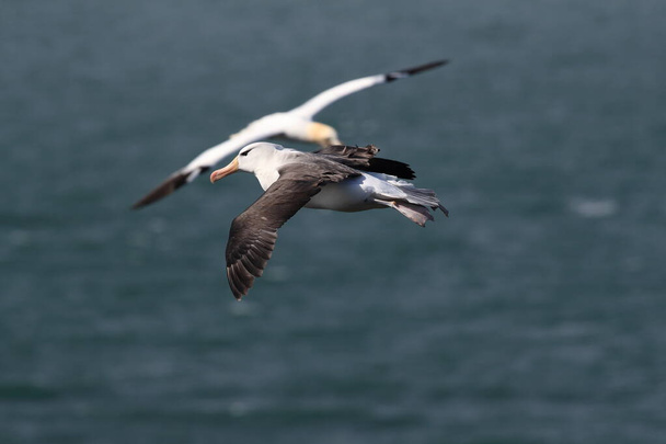 Albatros à dos noir (Thalassarche melanophris) ou île Mollymawk Helgoland, mer du Nord, Allemagne
 - Photo, image