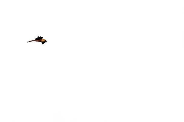 Leijalintu lentää valkoista taustaa vasten avoimilla siivillä
 - Valokuva, kuva