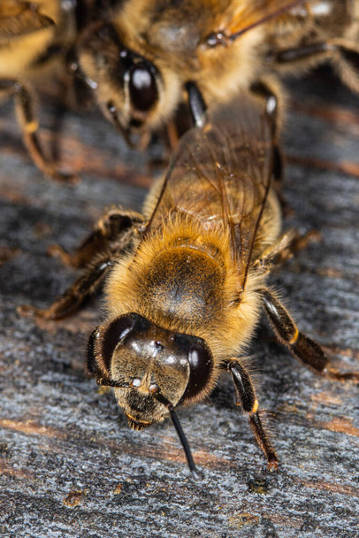 Las abejas en la colmena
 - Foto, imagen