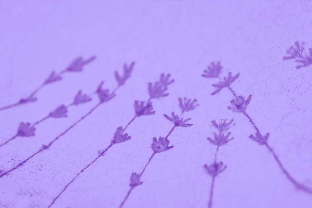 Fond violet pâle avec motif de fleurs de lavande, espace de copie
 - Photo, image