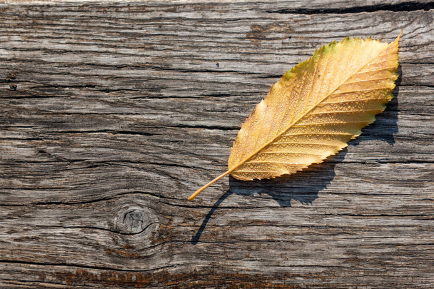 Autumn leaf on wooden surface - Foto, afbeelding