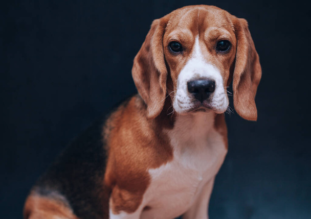 Beagle dog looks right on a black background - Fotó, kép