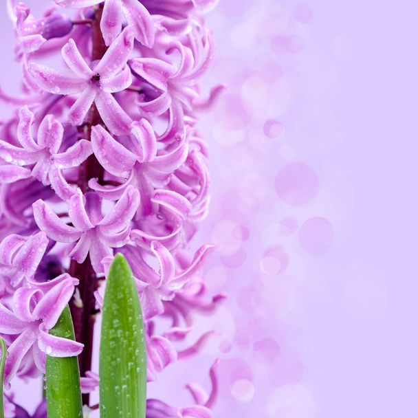 Pink hyacinth with drops of water (with space for your text) on pink background - Photo, Image