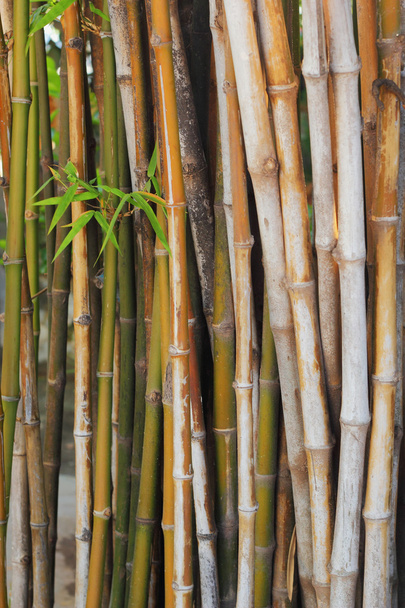 Bambusz. - Fotó, kép