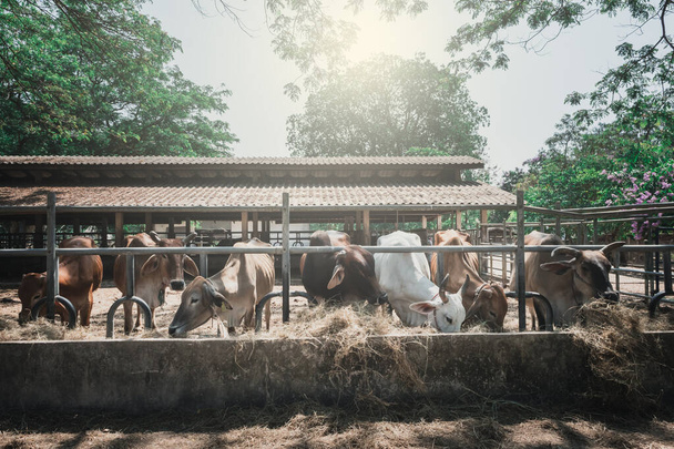 A tehéncsorda szénát eszik a tehénistállóban. Ázsiai állattenyésztő gazdaság. - Fotó, kép