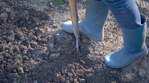 Práce v zahradě - Kopání jarní půdy s rýhovací vidlicí.Detailní záběr kopání jarní půdy s lopatou připravující ji na novou výsev. - Záběry, video