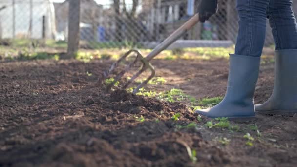 Bahçede çalışmak - Yay çatalıyla toprak kazmak. Yay toprağını kürekle kazıp yeni ekme mevsimi için hazırlamak.. - Video, Çekim