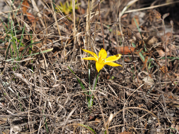 Crocus angustifolius plant from the Iris family (Iridaceae) - Valokuva, kuva