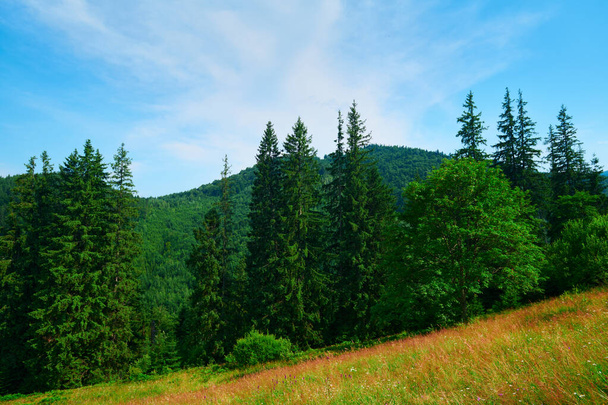 divoká příroda, letní krajina v karpatských horách, divoké květiny a louka, smrky na kopcích, krásná oblačná obloha - Fotografie, Obrázek