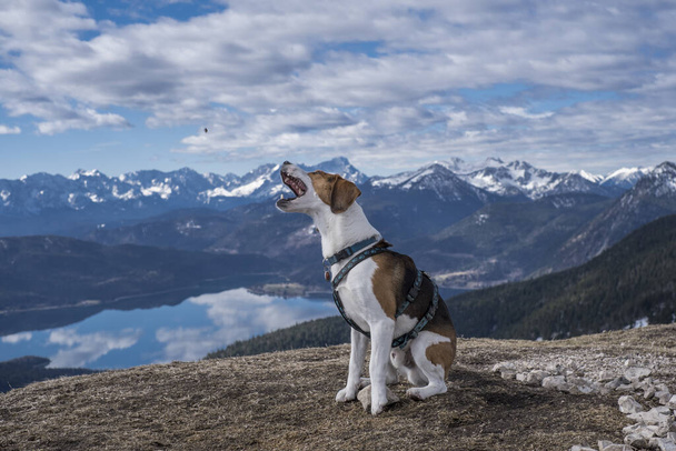 Beagle on the summit of the Hirschhrndlkopf in front of the panorama of the Wetterstein Mountains with Zugspitze and Walchensee - Photo, Image