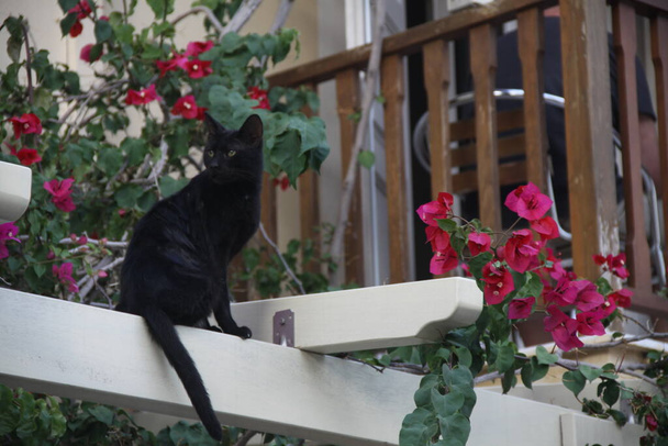 Blak cat in red flowers - Photo, Image