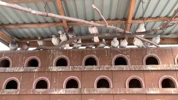 Pigeons are sitting on the roof in a dovecote. Wooden house for purebred pigeons. Birdhouse with a fence and a roof, aviary for birds. - Footage, Video