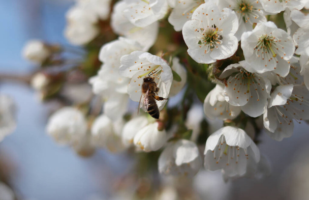 Niedliche Honigbiene mit glasklaren Flügeln sucht die beste Blüte für gesammelte Pollen. Detail über den mühsamsten Arbeiter im Bereich der Insekten. Konzept der Naturgewalt. - Foto, Bild