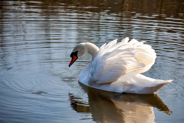 perfil de cisne blanco sobre un lago azul brumoso
 - Foto, imagen