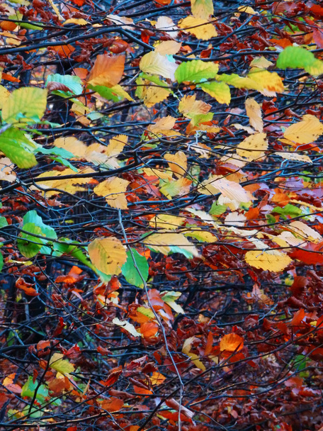 Детальная фотография осеннего дерева с цветными листьями
 - Фото, изображение