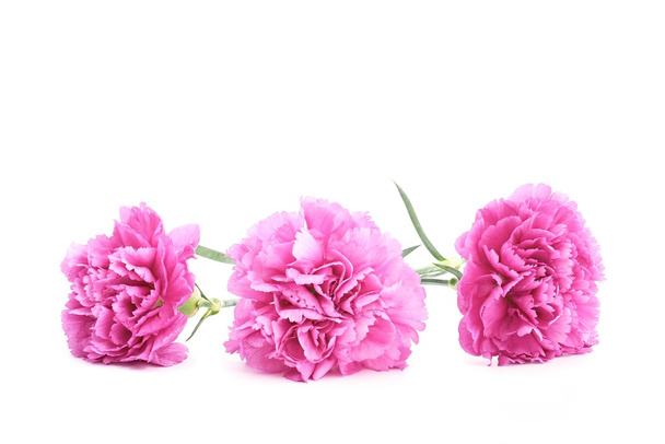 ροζ γαρίφαλα - Φωτογραφία, εικόνα