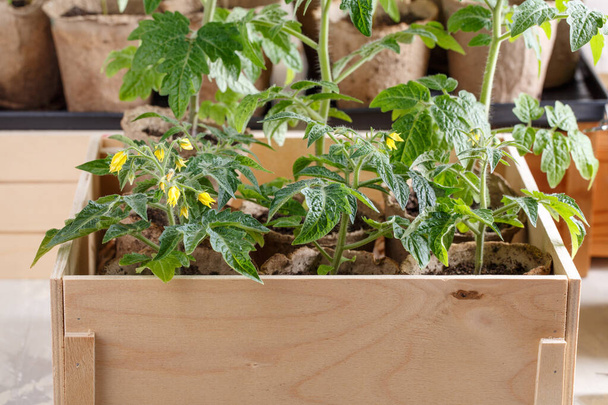 Plántulas de tomate en macetas de turba. Brotes verdes en caja de madera. Concepto de jardinería
. - Foto, Imagen