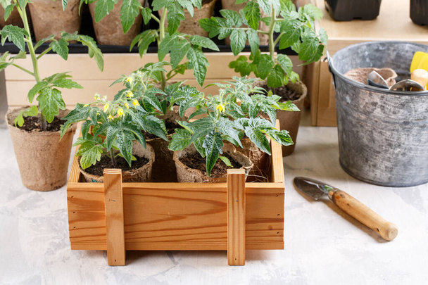 Plántulas de tomate en macetas de turba. Brotes verdes en caja de madera. Concepto de jardinería
. - Foto, Imagen