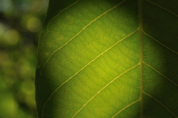 Detail of green mystic leaf with blurred background - Foto, Bild
