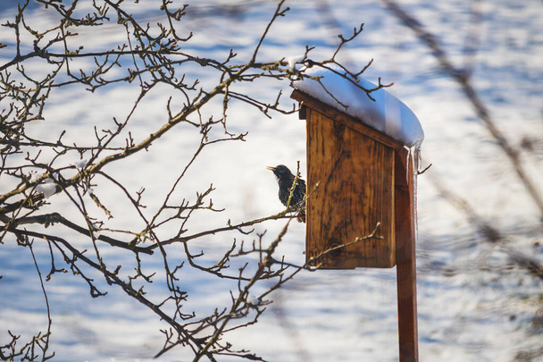 starling sitting on a tree branch, near a birdhouse, in winter - Photo, Image