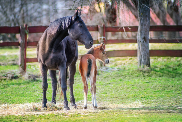 Black horse female with foal in a farm yard in spring on sunny day - Foto, Imagem
