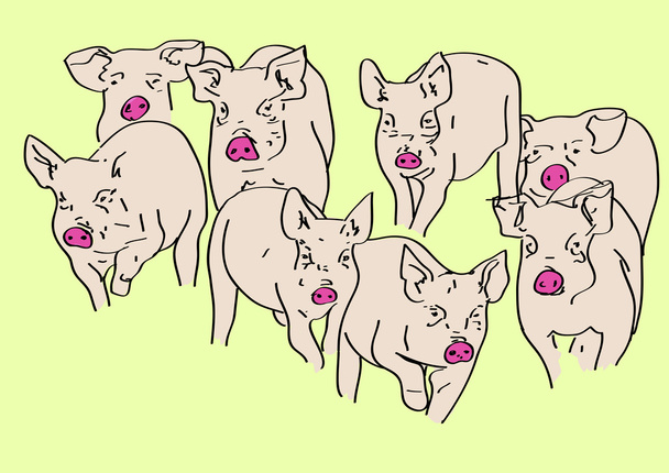 Pigs - Photo, Image