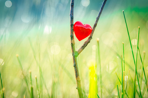 Red heart in nature with wonderful morning drops background and beautiful light. Original wallpaper or postcard for wedding or valentine day, with space for quote. - Photo, Image