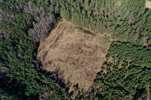 illegal logging aerial view from a drone - Foto, Imagem