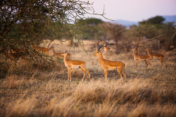 Gazzelle nel Serengeti
 - Foto, immagini