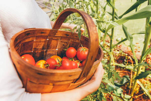 Gardening and agriculture concept. Woman farm worker hands with basket picking fresh ripe organic tomatoes. Greenhouse produce. Vegetable food production. Tomato growing in greenhouse - Zdjęcie, obraz