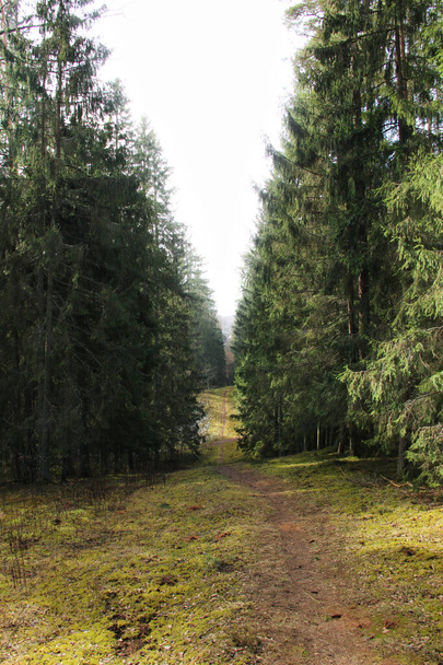 Узкая тропа между вечнозелеными деревьями. Туманный лесной фон. Прогулка в природном парке
.  - Фото, изображение
