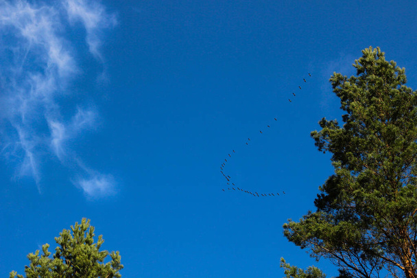 Птицы перемещаются под ясным голубым небом. Стая птиц, которые возвращаются в страну после зимы
.  - Фото, изображение