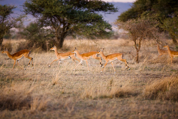 Gacelas corriendo en Serengeti
 - Foto, Imagen