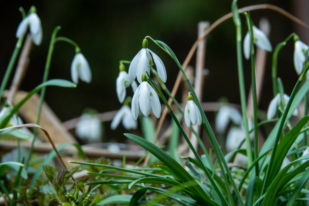 Sněhové jarní květiny. Jemný sníh kapka květina jeden z jarních symbolů nám říká, že zima je odchodu a jaro přijde. Čerstvě zelená bílá sněhová vločka rostoucí v zahradě - Fotografie, Obrázek