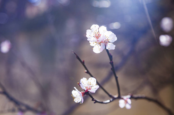 Flowering tree branch in spring. Beautiful landscape. Flowers close-up. - Photo, image