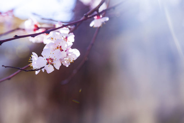 Flowering tree branch in spring. Beautiful landscape. Flowers close-up. - Photo, image