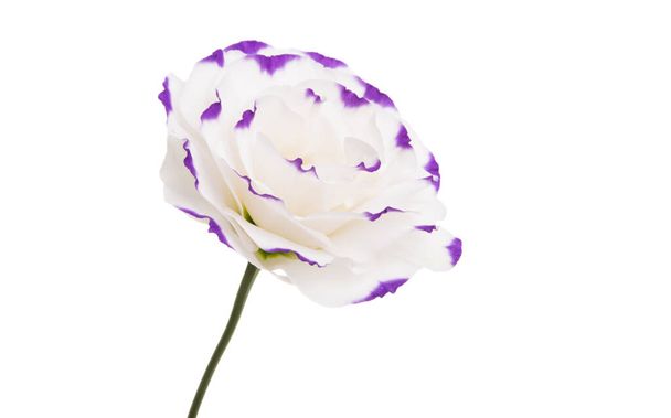eustoma kukka eristetty valkoisella taustalla - Valokuva, kuva