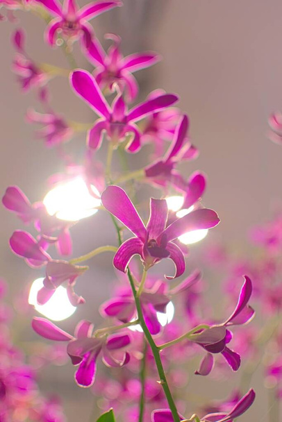 Bouquet de fleurs violettes. Lumineux, couleurs vives, décoration colorée
. - Photo, image